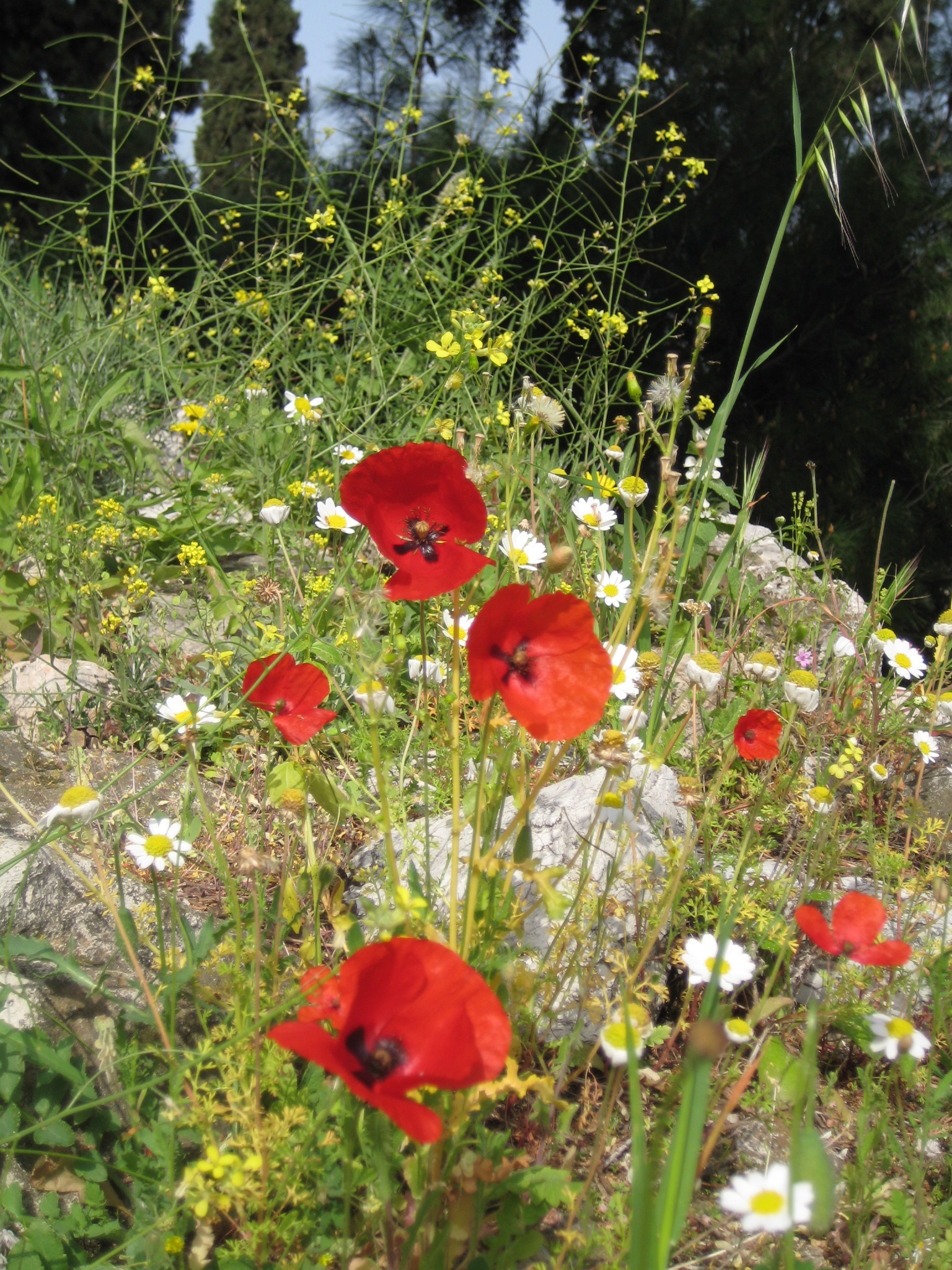 poppies daisies and rocks on a hillside